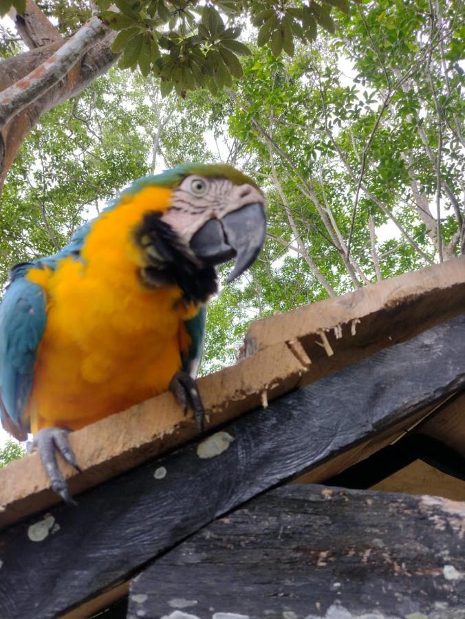 לטיסייה Hotel Alto Amazonas מראה חיצוני תמונה